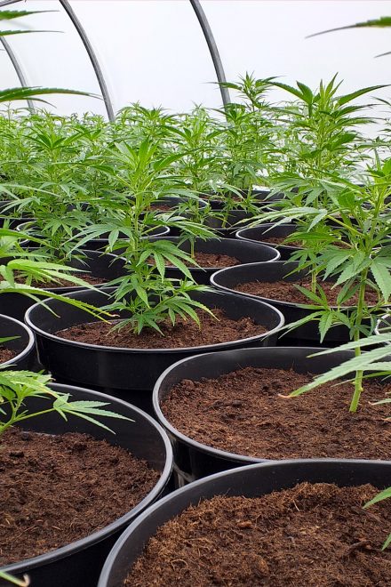 Deine eigene Hanfpflanze für dich angebaut.