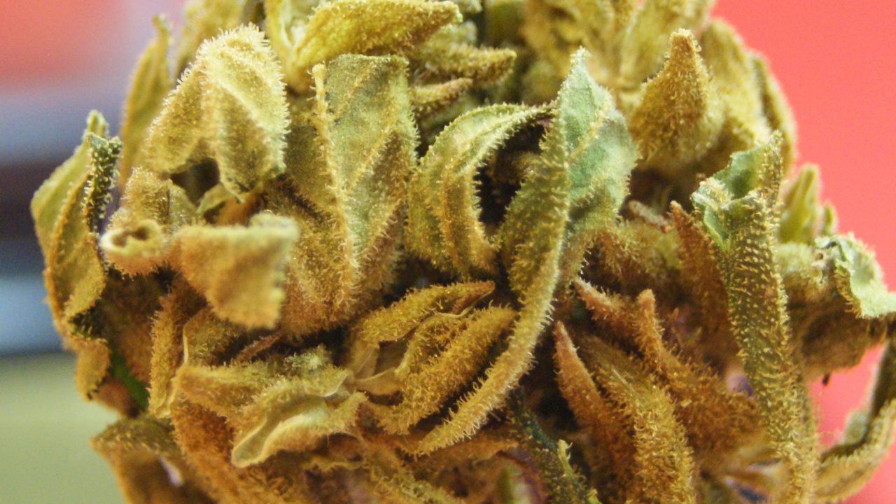 Review: CBD-Blüten “Happy Greeen”