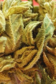 Review: CBD-Blüten “Happy Greeen”