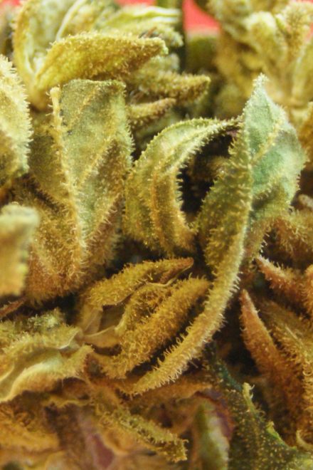 Review: CBD-Blüten “Happy Greeen”