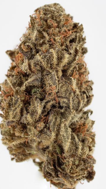 Review: CBD-Blüten “Blue Dream”